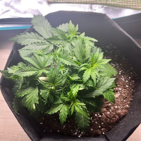 Mimosa auto growlog timeline photo
