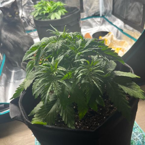 Hulkberry auto growlog timeline photo
