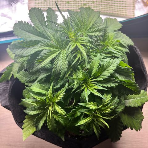 Hulkberry auto growlog timeline photo