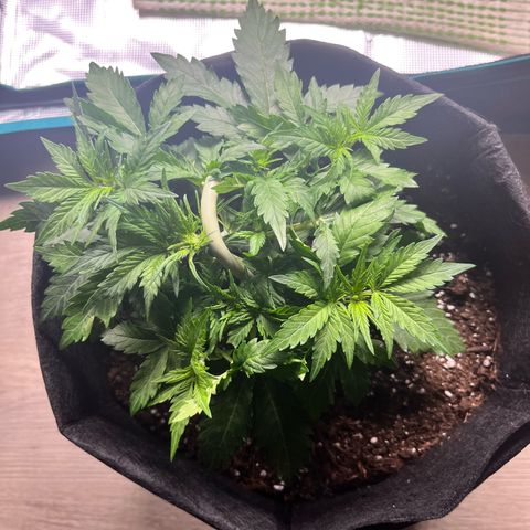 Mimosa auto growlog timeline photo