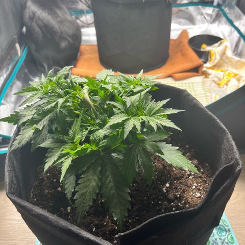 Mimosa auto growlog timeline photo