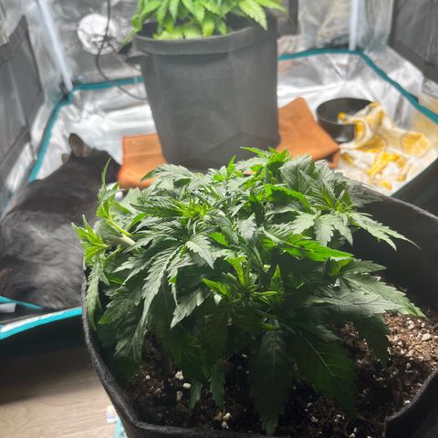 Mimosa auto growlog timeline photo