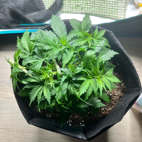 Mimosa auto growlog timeline photo