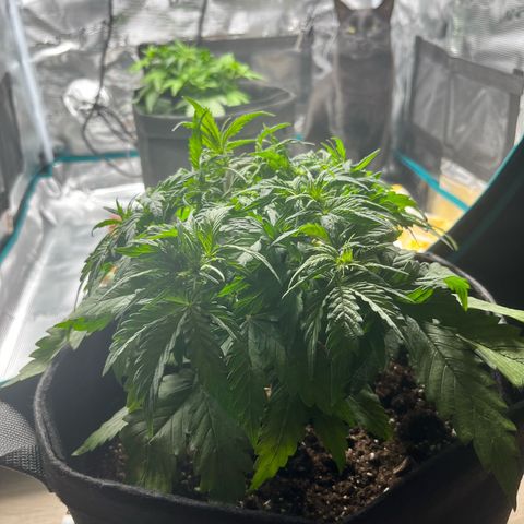 Hulkberry auto growlog timeline photo