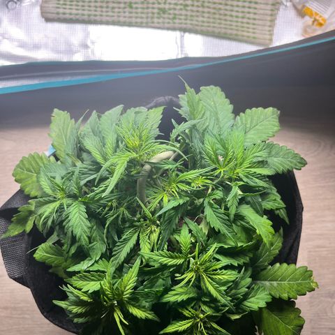 Hulkberry auto growlog timeline photo