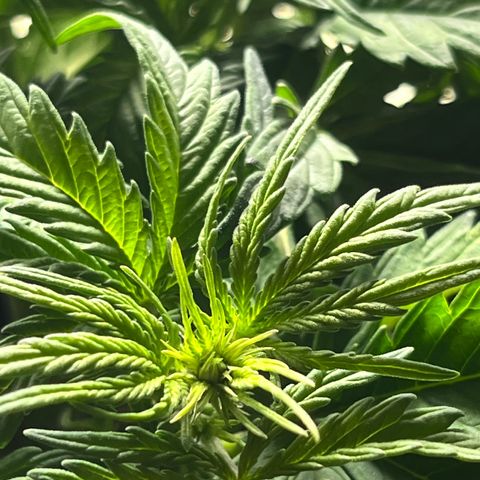 Hulkberry auto growlog timeline photo