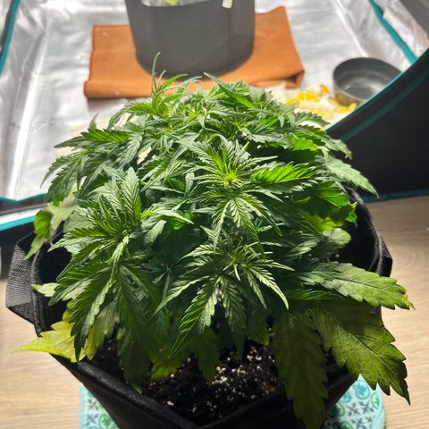 Hulkberry auto growlog timeline photo