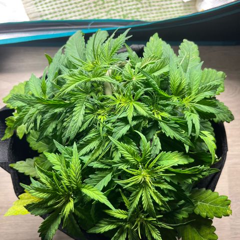 Hulkberry auto growlog timeline photo