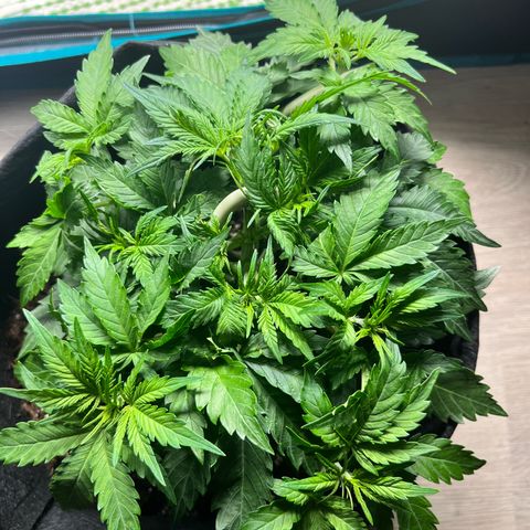 Mimosa auto growlog timeline photo