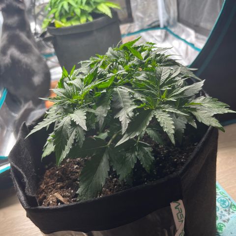 Mimosa auto growlog timeline photo
