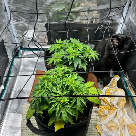 Hulkberry auto growlog timeline photo