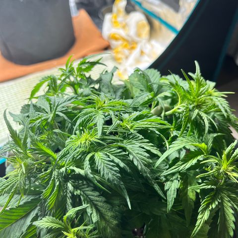 Hulkberry auto growlog timeline photo