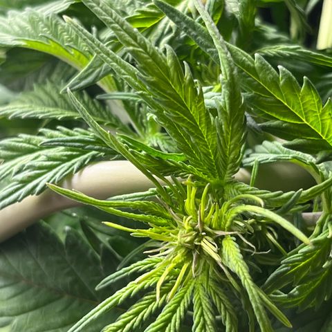 Hulkberry auto growlog timeline photo