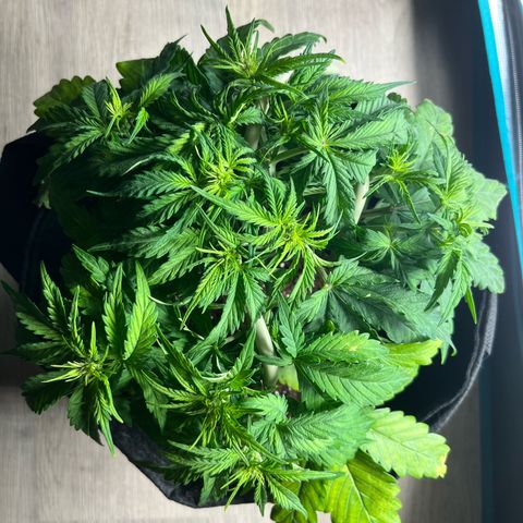 Hulkberry auto growlog timeline photo