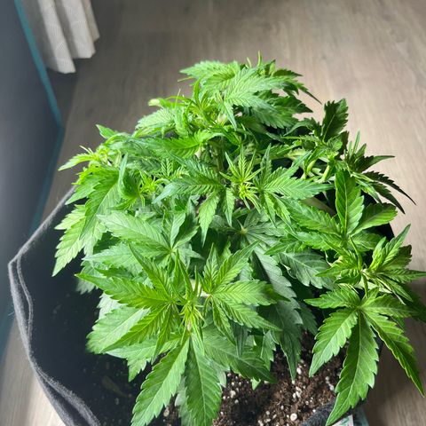 Mimosa auto growlog timeline photo