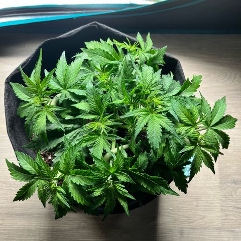 Mimosa auto growlog timeline photo