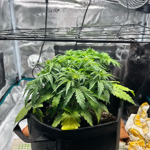 Hulkberry auto growlog timeline photo