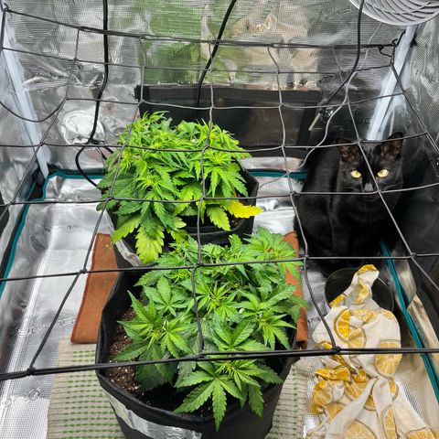 Hulkberry auto growlog timeline photo