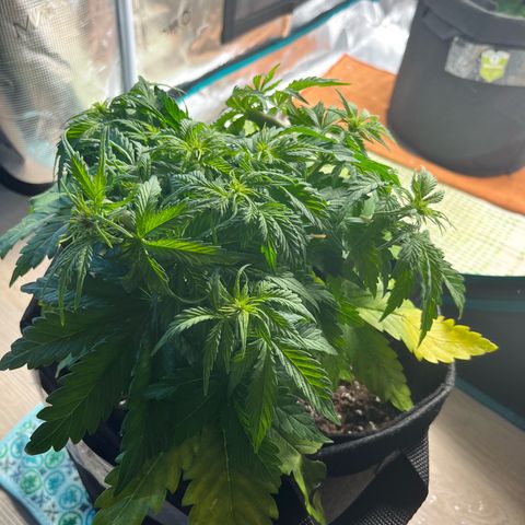 Hulkberry auto growlog timeline photo
