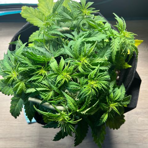 Hulkberry auto growlog timeline photo