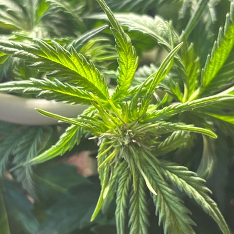 Hulkberry auto growlog timeline photo