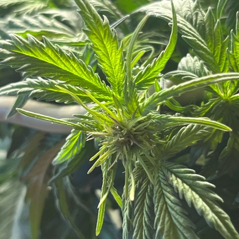 Hulkberry auto growlog timeline photo