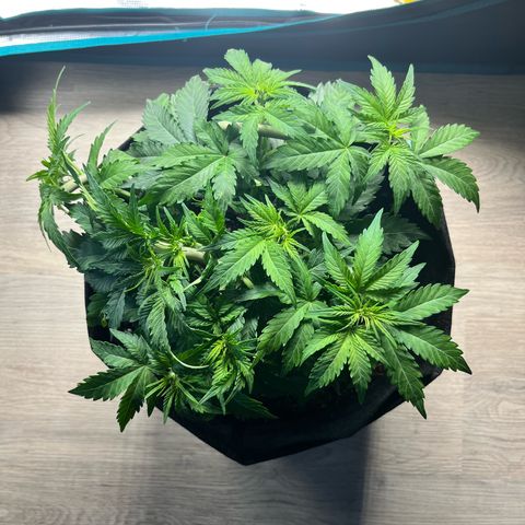 Mimosa auto growlog timeline photo