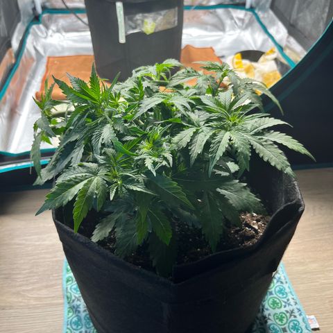 Mimosa auto growlog timeline photo