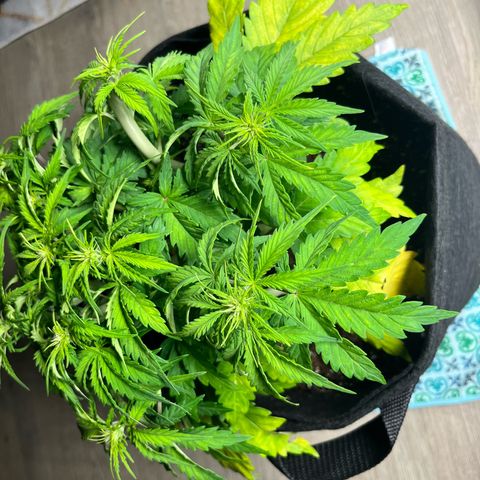 Hulkberry auto growlog timeline photo