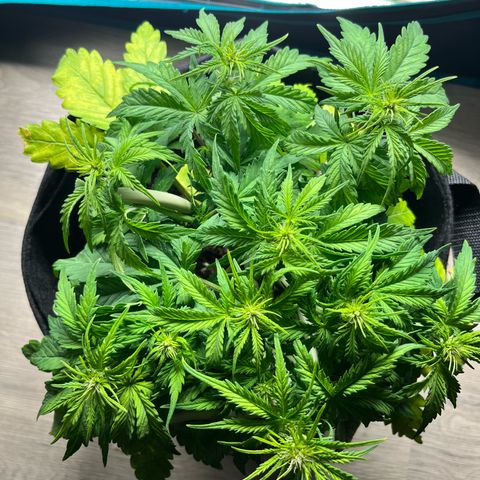 Hulkberry auto growlog timeline photo