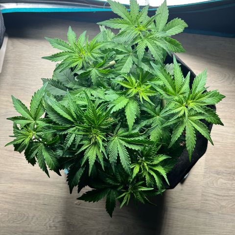 Mimosa auto growlog timeline photo