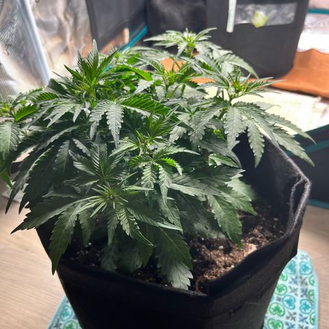 Mimosa auto growlog timeline photo