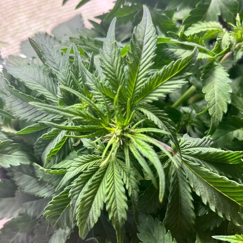 Mimosa auto growlog timeline photo