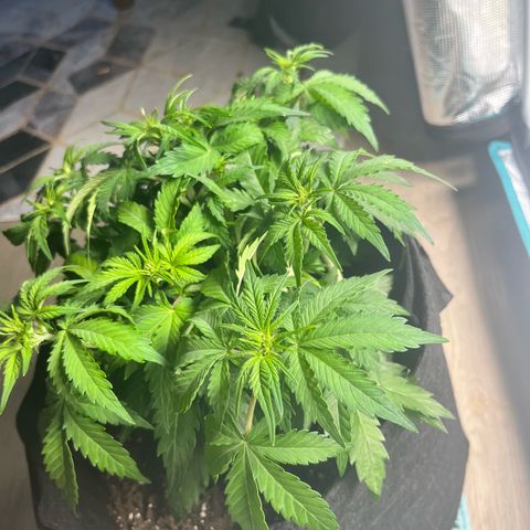 Mimosa auto growlog timeline photo