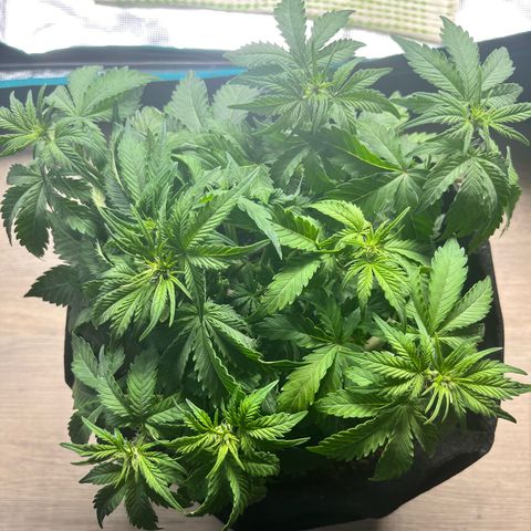 Mimosa auto growlog timeline photo