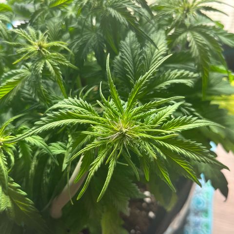Hulkberry auto growlog timeline photo