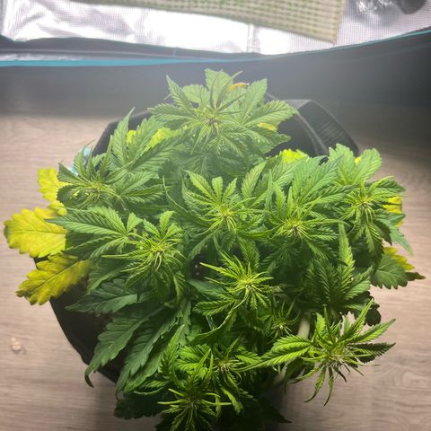 Hulkberry auto growlog timeline photo