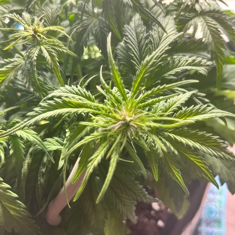 Hulkberry auto growlog timeline photo