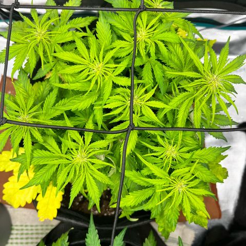 Hulkberry auto growlog timeline photo