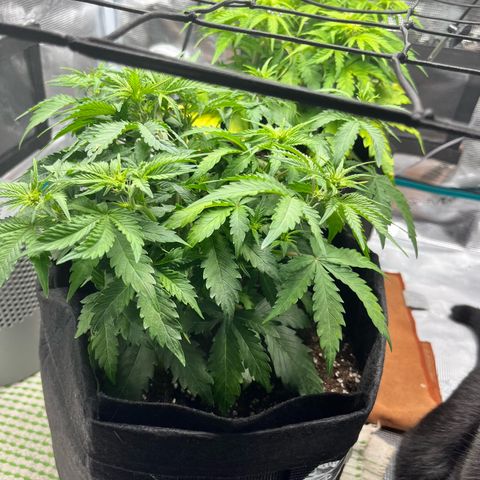 Mimosa auto growlog timeline photo