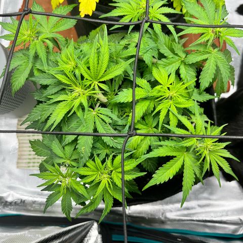 Mimosa auto growlog timeline photo