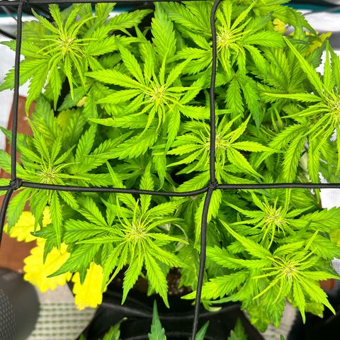 Hulkberry auto growlog timeline photo