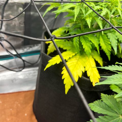 Hulkberry auto growlog timeline photo