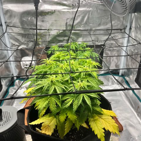 Hulkberry auto growlog timeline photo