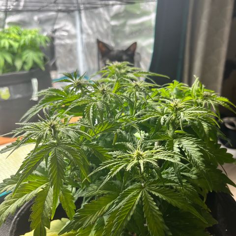 Hulkberry auto growlog timeline photo