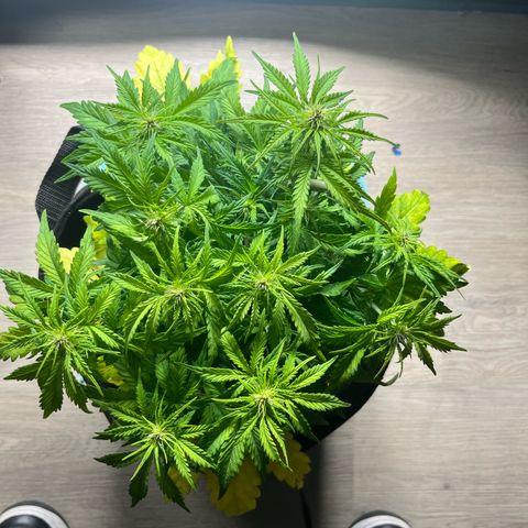 Hulkberry auto growlog timeline photo