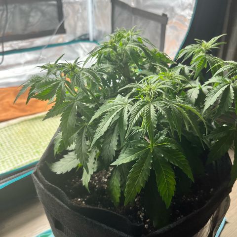 Mimosa auto growlog timeline photo
