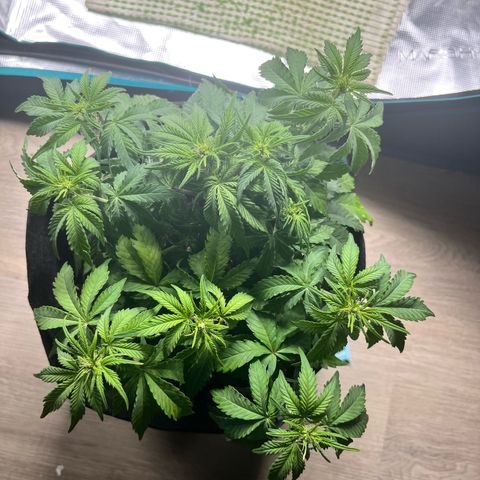 Mimosa auto growlog timeline photo