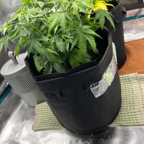 Mimosa auto growlog timeline photo