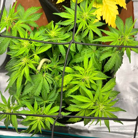 Mimosa auto growlog timeline photo